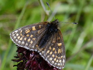 Melitaea asteria  Ostalpiner Scheckenfalter  Little Fritillary