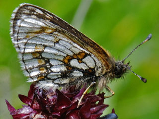 Melitaea asteria  Ostalpiner Scheckenfalter  Little Fritillary
