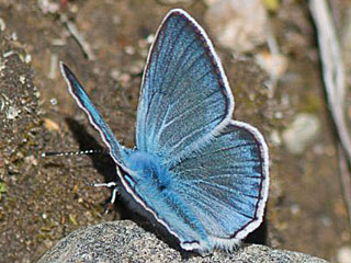 Ei Vogelwicken-Bluling Polyommatus (Plebicula) amandus Amanda's Blue