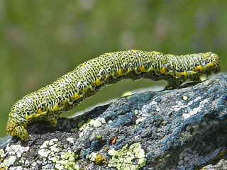 Raupe Lycia alpina Alpenspanner