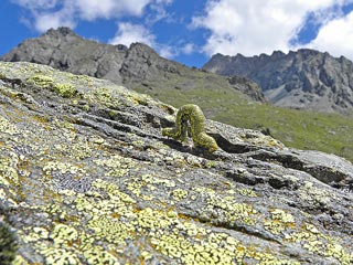 Raupe Lycia alpina Alpenspanner