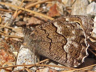 Hipparchia tamadabae