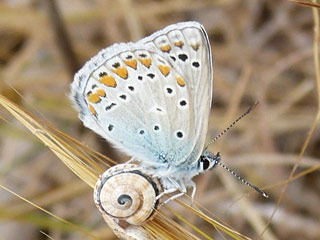 Polyommatus celina