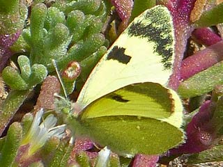 Euchloe (Elphinstonia) charlonia Green Black-Tip
