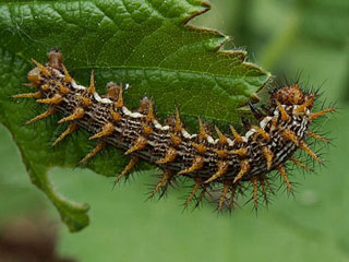 Brombeer-Perlmutterfalter  Brenthis daphne
