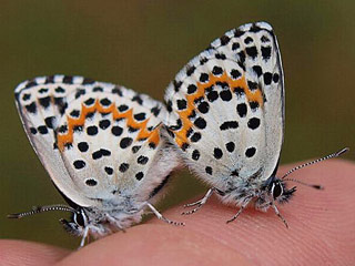 Fetthennenbluling Scolitantides orion Chequered Blue Fetthennen-Bluling