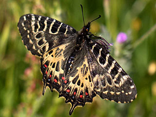 stlicher Osterluzeifalter Allancastria cerisy, Eastern Festoon, Balkan-Osterluzeifalter, A. cerisy