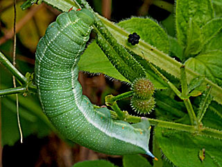 Paarung Kolibri-Falter Kolibri-Schwrmer Macroglossum stellatarum Taubenschwnzchen Humming-bird Hawk-moth Kolibri