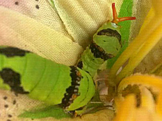 Papilio demodocus  Citrus Swallowtail
