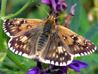 Pyrgus armoricanus Zweibrütiger Würfel-Dickkopffalter Oberthur's Grizzled Skipper