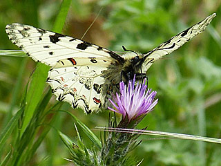 Zerynthia cretica