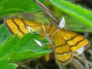 Idaea aureolaria  Goldgelber Magerrasen-Zwergspanner  Golden-yellow Wave