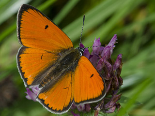 Groer Feuerfalter Lycaena dispar Large Copper