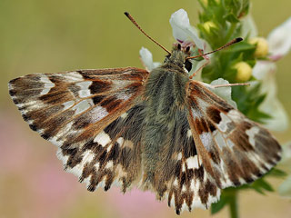 Gr�nlicher Dickkopffalter Ziestfalter Carcharodus lavatherae Marbled Skipper