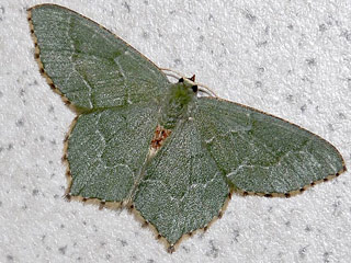 Gebsch-Grnspanner Hemithea aestivaria Common Emerald