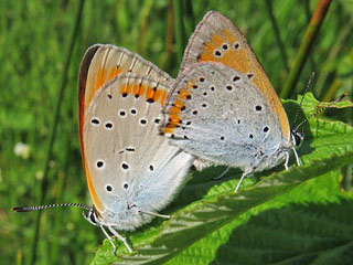 Groer Feuerfalter Lycaena dispar Large Copper