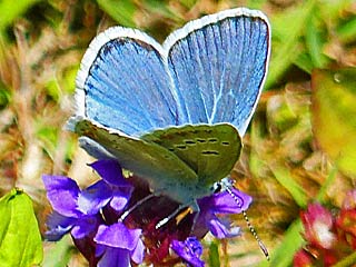 Wundklee-Bluling Polyommatus dorylas Turquoise Blue