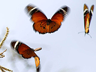 Afrikanischer Monarch Danaus (Anosia) chrysippus Plain Tiger