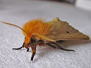 Lwenzahn-Wiesenspinner Lemonia taraxaci