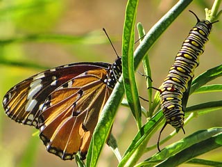 Danaus chrysippus  Afrikanischer Monarch Plain Tiger