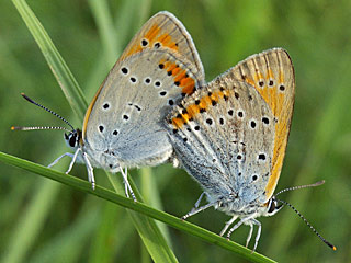 Groer Feuerfalter Lycaena dispar Large Copper