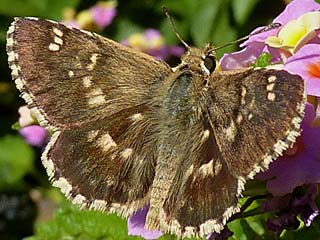 Muschampia proteides  Anatolian Skipper