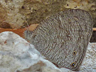 Ypthima asterope
