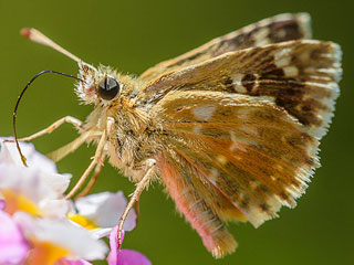 Muschampia proto Large Grizzled Skipper 