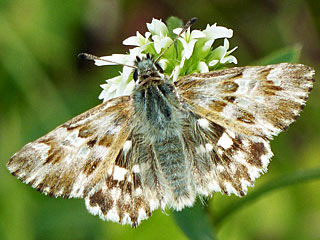 Gr�nlicher Dickkopffalter Ziestfalter Carcharodus lavatherae Marbled Skipper