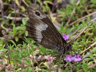Groer  Kleiner Walliser Waldportier Hipparchia fagi alcyone genava Woodland Grayling  Rock Grayling Lesser Woodland Grayling