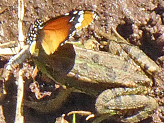 Afrikanischer Monarch Danaus Chrysippus Form alcippus