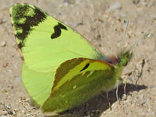 Euchloe (Elphinstonia) charlonia Green Black-Tip