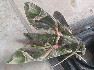 Oleanderschwärmer Daphnis nerii Oleander Hawk-moth Wanderfalter migration