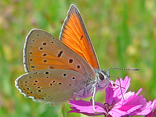 Groer Feuerfalter Mnnnchen Lycaena dispar Large Copper (21201 Byte)