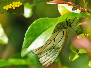 Baumweiling Aporia crataegi Black-veined White