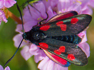 Supfhornklee-Widderchen Zygaena trifolii Five-spot Burnet