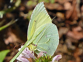  La Gomera-Zitronenfalter   Gonepteryx eversi 