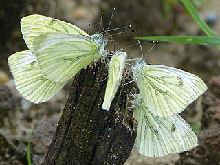 Rapsweiling Pieris napi Green-veined White