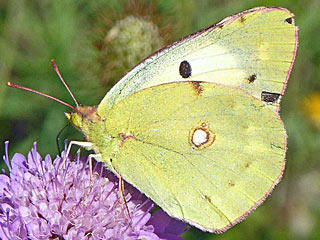 Colias alfacariensis Hufeisenklee-Weiling, Bergers Clouded Yellow