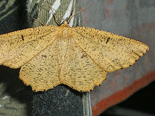 Angerona prunaria Schlehenspanner Orange Moth