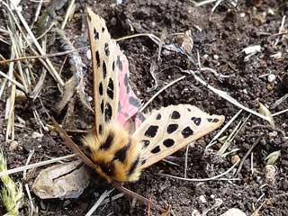 Cymbalophora rivularis