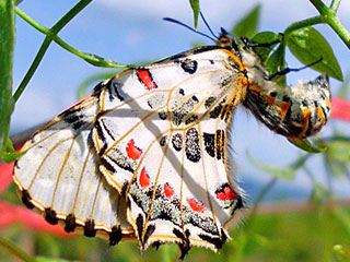 Weibchen Eiablage stlicher Osterluzeifalter Allancastria cerisy, Eastern Festoon, Balkan-Osterluzeifalter, A. cerisy