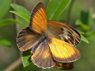 Balz Weibindiges Wiesenvgelchen Coenonympha arcania Pearly Heath Perlgrasfalter