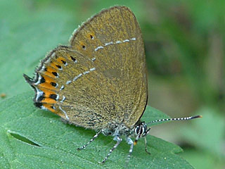 Pflaumen-Zipfelfalter Satyrium pruni Black Hairstreak 