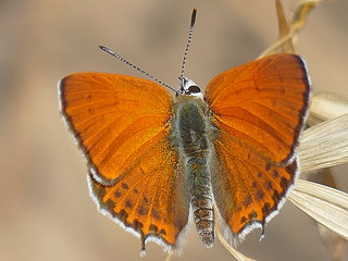 Mnnchen Lycaena thersamon Lesser Fiery Copper