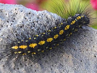  Setina irrorella Trockenrasen-Flechtenbrchen Steinflechtenbr  Dew Moth