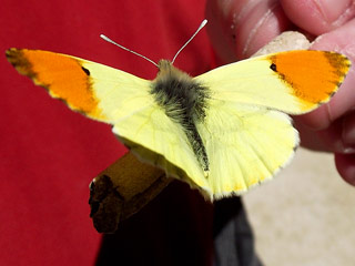 Gelber  Aurorafalter  Anthocharis belia