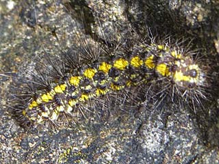  Setina irrorella Trockenrasen-Flechtenbrchen Steinflechtenbr  Dew Moth