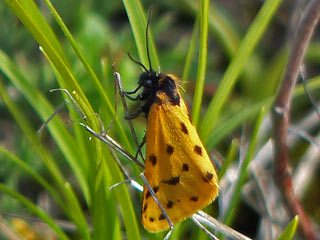  Setina irrorella Trockenrasen-Flechtenbrchen Steinflechtenbr  Dew Moth