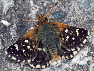 Roter Wrfel-Dickkopffalter Spialia sertorius  Red-underwing skipper
